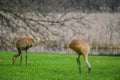 Two Sandhill Cranes Eating in the Grass Royalty Free Stock Photo