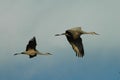 Two Sandhill Cranes In Flight Royalty Free Stock Photo