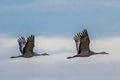 Two Sandhill Cranes in Flight Royalty Free Stock Photo