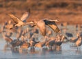 Sandhill cranes in flight over pond Royalty Free Stock Photo