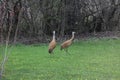 Two Sandhill Cranes in front of a thicket of trees walking through grass, in the spring, in Trevor, Wisconsin