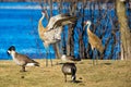 Two Sandhill Cranes in a mating dance by a lake Royalty Free Stock Photo