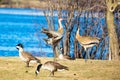 Two Sandhill Cranes in a mating dance by a Wisconsin lake Royalty Free Stock Photo