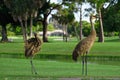Two Sandhill Cranes posing by pond Royalty Free Stock Photo