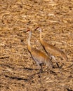 Two Sandhill Cranes searching for food Royalty Free Stock Photo