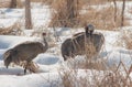 Two Sandhill Cranes in Snowy Woodland Marsh, One is Preening Royalty Free Stock Photo