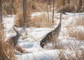 Two Sandhill Cranes in Snowy Woodland Marsh Royalty Free Stock Photo