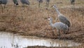 Two sandhill cranes standing by a pond Royalty Free Stock Photo