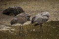 Two sandhill cranes wading in shallow water Royalty Free Stock Photo