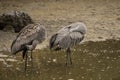 Two sandhill cranes wading in shallow water Royalty Free Stock Photo