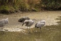 Two sandhill cranes wading in shallow water Royalty Free Stock Photo