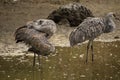 Two sandhill cranes wading in shallow water Royalty Free Stock Photo