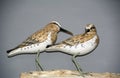 Two Sandpipers on a log with gray Background