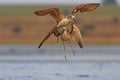 Two sandpipers fly