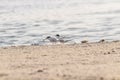 Two Sandwich Terns on Beach Edge,