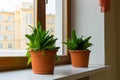 Two sansevieriya stand on windowsill Royalty Free Stock Photo