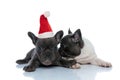 Two santa claus French bulldog puppies kissing and sniffing