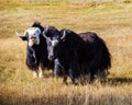 Two sarlyks domesticated yaks on a pasture in the autumn steppe