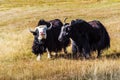 Two sarlyks domesticated yaks on a pasture in the steppe