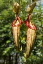 Two Sarracenia plants