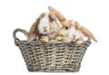 Two Satin Mini Lop rabbits in a wicker basket, isolated