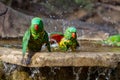 Two scaley breasted lorikeets playing in the water Royalty Free Stock Photo