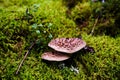 Two scaly tooth fungus mushrooms