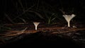 Two Scaly Vase Mushrooms on the Forest Floor Royalty Free Stock Photo