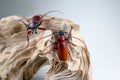 Two scarab are fighting. Royalty Free Stock Photo