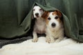 Two scared or afraid puppies dogs hide behind a green curtain because of fireworks, thunderstorm or noise