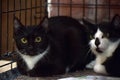 Two scared black and white cats in a cage