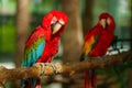 two scarlet macaw (Ara macao), red parrot on wood tree branch Royalty Free Stock Photo