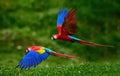 Two Scarlet Macaw parrots, flying just above the ground. Bright red and blue South American parrots, Ara macao, flying with Royalty Free Stock Photo