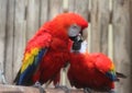 Two Scarlet macaw Royalty Free Stock Photo