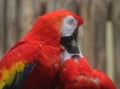 Two Scarlet macaw Royalty Free Stock Photo
