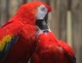 Two Scarlet macaw Royalty Free Stock Photo