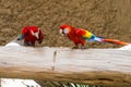 Two scarlet macaws Ara macao eating on large branch. Bright red vibrant parrots