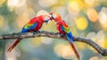 Two scarlet macaws facing each other on branch, blurred background with copy space for text Royalty Free Stock Photo