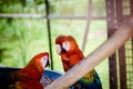 Two scarlet macaws making eye contact from inside their cage in captivity close up curious looks