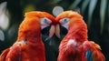 Two Scarlet Macaws Touching Beaks in a Tropical Setting Royalty Free Stock Photo