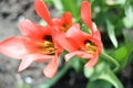 Two scarlet tulips with a yellow center Royalty Free Stock Photo