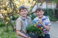 Two school kids boys with spring flowers in pot for mum as gift for mothers day. Happy children, two son with surprise Royalty Free Stock Photo