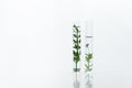 Two scientific glass test tube with green plant and purple flower in cosmetic medical laboratory white background