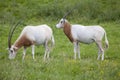 Two Scimitar-horned oryx Royalty Free Stock Photo