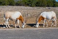 Two Scimitar oryx animals.