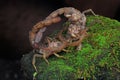 Two scorpion mothers Hottentotta hottentotta who are carrying their babies are fighting for their territory.