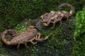 Two scorpion mothers Hottentotta hottentotta who are carrying their babies are fighting for their territory.