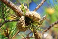 Two scots pine cones on a tree before opening Royalty Free Stock Photo