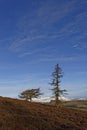 Two Scots Pines on the lower heather covered slopes of the White Caterthun Hill Fort, with a deep blue sky above.