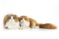 Two Scottish fold cat